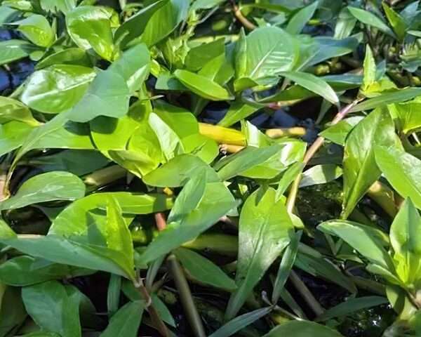Alternanthera aquatica Schwimmendes Papageienblatt