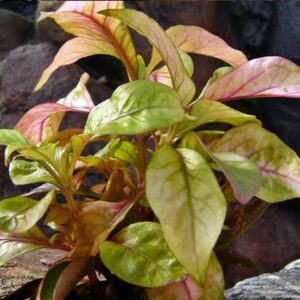 Aquarienpflanzen Oliver Krause Alternanthera lilacina - Lilablättriges Papageienblatt