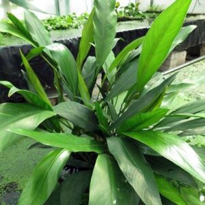 Anubias barteri lanceolata - Schmalblättriges Großes Speerblatt