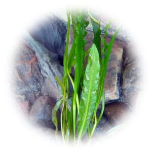 Aponogeton crispus