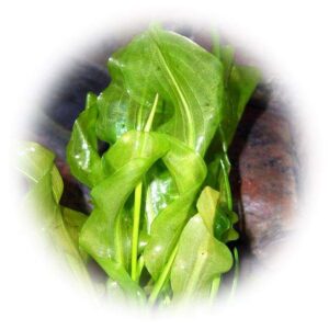 Aponogeton ulvaceus