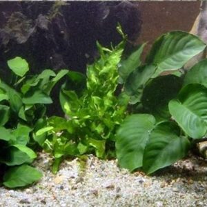 Aquarienpflanzen Oliver Krause Aquarienpflanzen Buntbarsch-Set OK5