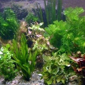Aquarienpflanzen Oliver Krause Aquarienpflanzen Großbund-Set OK7