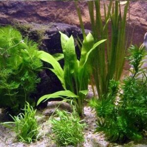 Aquarienpflanzen Oliver Krause Aquarienpflanzen-Set 60cm Becken OK1