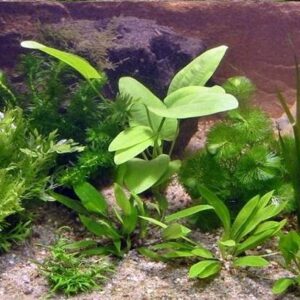 Aquarienpflanzen Oliver Krause Aquarienpflanzen-Set für 80cm Becken OK2