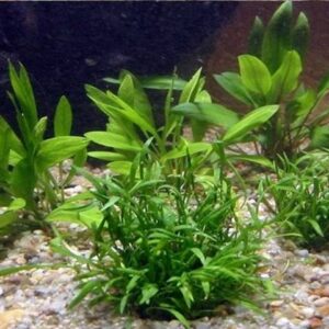 Aquarienpflanzen Oliver Krause Aquarienpflanzen Vordergrund-Set OK4
