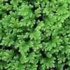 Azolla caroliniana Feenmoos Portion