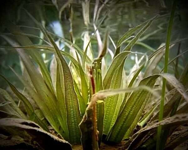 Blyxa auberti Australisches Blyxkraut