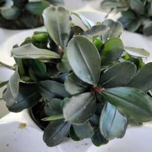 Bucepahalandra Theia rot Rote Glattrandige Bucephalandra