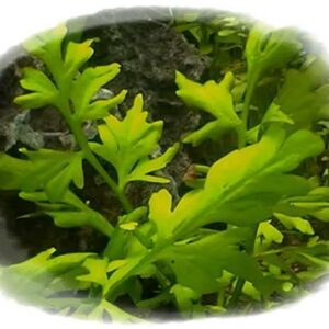 Ceratopteris pterioides Grober Sumatrafarn