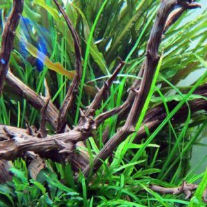Cryptocoryne crispatula v.balansae Langblättiger Wasserkelch