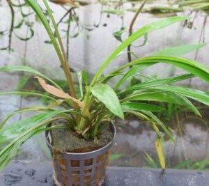 Cryptocoryne spiralis