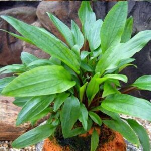 Cryptocoryne undulatus - Gewellter Wasserkelch