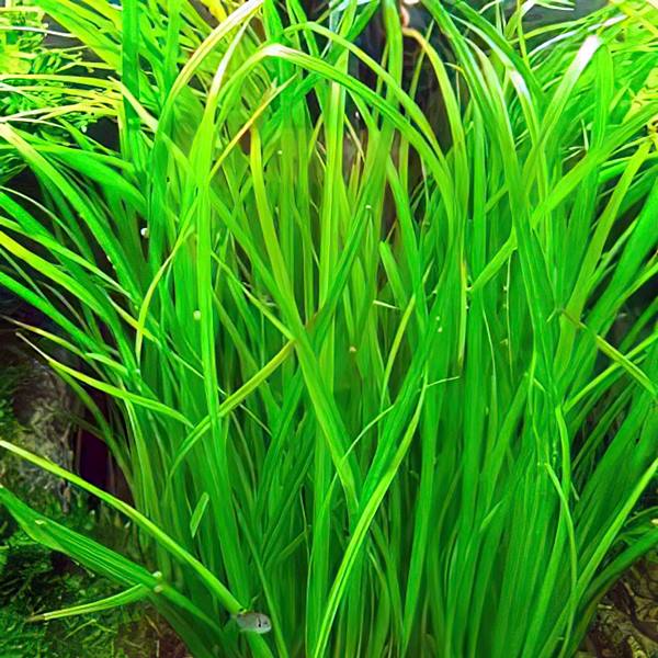 Cyperus helferi - Hellgrüne Zyperngraspflanze