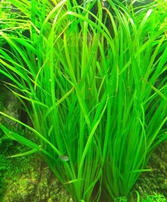 Cyperus helferi - hellgrüne Zyperngraspflanze