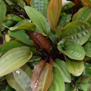 Echinodorus Dark Beauty Dunkelrote Zwergamazonaspflanze