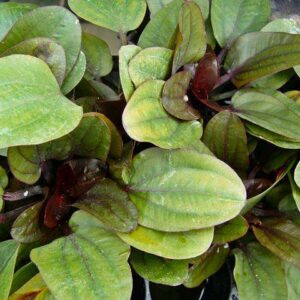 Echinodorus Franz Stoffels Rote Geäderte Amazonaspflanze