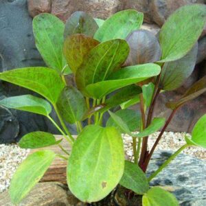 Echinodorus 'Paul Klöcker' Große Gefleckte Amazonaspflanze