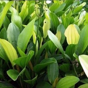 Echinodorus "Rose"