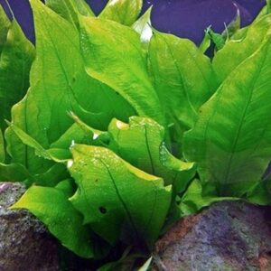 Echinodorus bleheri - Blehers Schwertpflanze