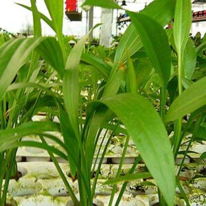 Echinodorus decumbens Hohe Eliptische Amazonaspflanzen