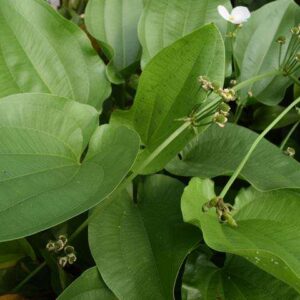 Echinodorus-schlueter