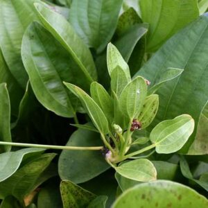 Echinodorus schlueteri 'Leopard' Kleine Gefleckte Amazonaspflanze