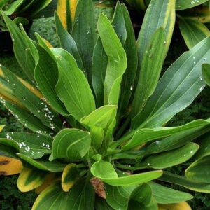 Echinodorus uruguayensis Langblättrige Amazonaspflanze