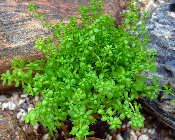 Aquarienpflanzen Oliver Krause Hemianthus callitrichoides - kleines Perlkraut