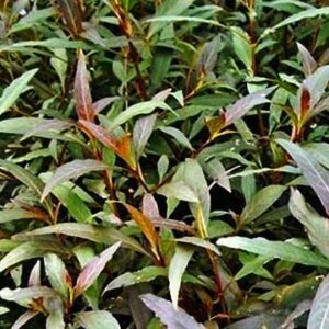 Hygrophila corymbosa 'Thailand'