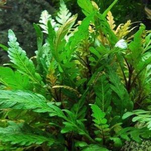 Hygrophila pinnatifida Fiederspaltiger Wasserfreund