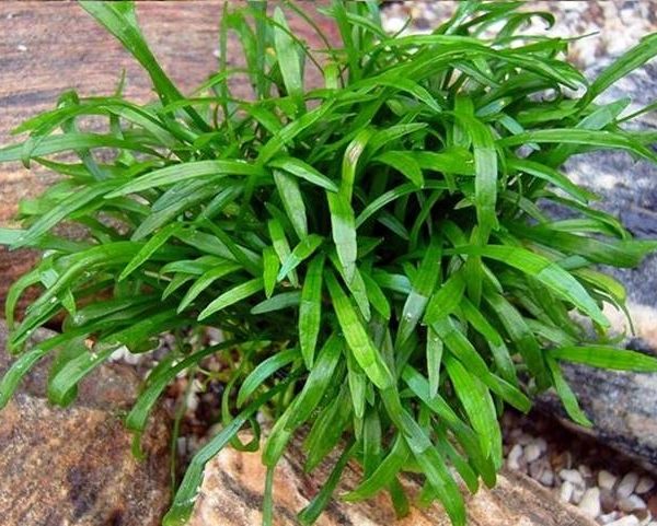 Aquarienpflanzen Oliver Krause Lilaeopsis brasiliensis - Neuseeland Graspflanze