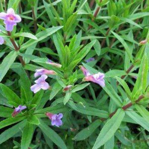 Limnophila hippuridoides Violettblättiger Sumpffreund