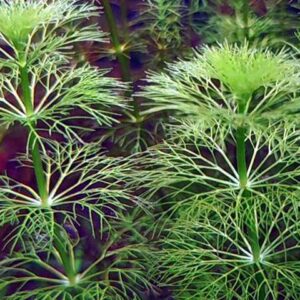 Limnophila sessiliflora - Kleine Ambulia