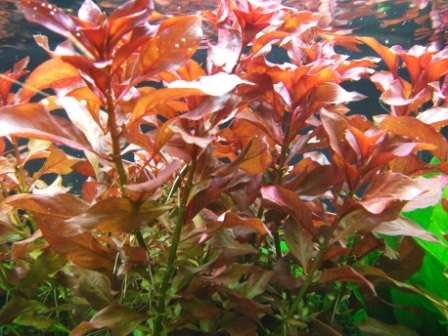 Ludwigia repens Rubin Rubinrote Ludwigie