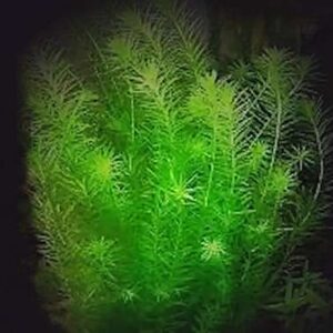 Mayaca fluviatilis - Fluss-Mooskraut