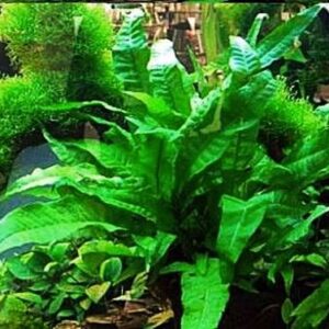 Microsorium pteropus - Java Farn