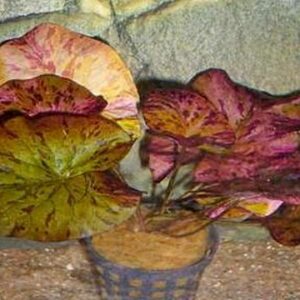 Nymphaea lotus - Rote Tigerlotus Knolle