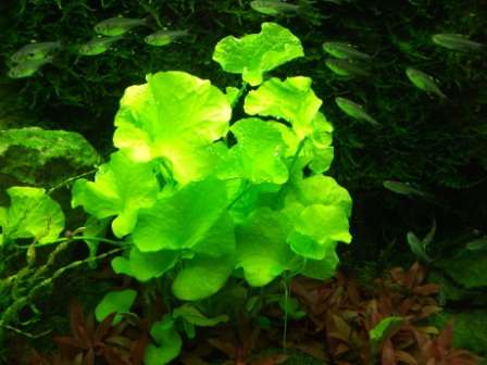 Nymphoides spec. "Flipper"