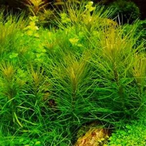 Pogostemon erectus Indische Sternpflanze