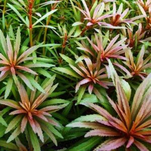 Pogostemon stellatus Sternpflanze