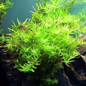 Rotala rotundifolia grün