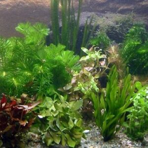Aquarienpflanzen Oliver Krause Sortiment 25 Töpfe Aquarienpflanzen OK8