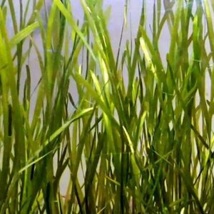 Vallisneria nana - Schmalblättrige Vallisnerie