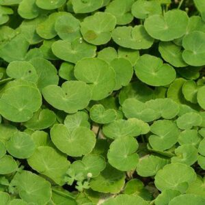 Hydrocotyle leucocephala - Brasilianischer Wassernabel