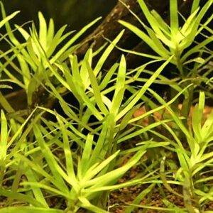Heteranthera zosterifolia - Trugkölbchen
