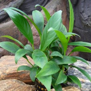 Speerblätter Anubias