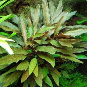 Wasserkelche Cryptocorynen