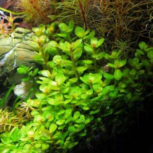 Aquarienpflanzen Oliver Krause Rotala indica